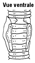 Eiseniella tetraedra