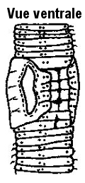 Lumbricus castaneus, Nom commun :</strong> Ver alezan