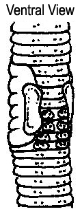 Lumbricus festivus