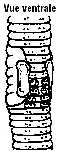 Lumbricus festivus <strong>Nom commun :</strong> Ver québécois