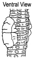 Lumbricus rubellus