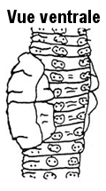 Lumbricus rubellus <strong>Nom commun :</strong> Ver rouge du marécage