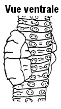 Lumbricus terrestris <strong>Nom commun :</strong> Ver nocturne rampant