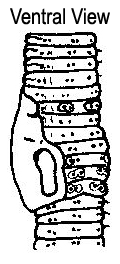 Aporrectodea trapezoides