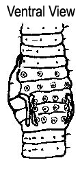 Dendrobaena octaedra