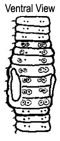 Dendrodrilus rubidus