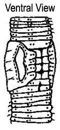 Lumbricus castaneus