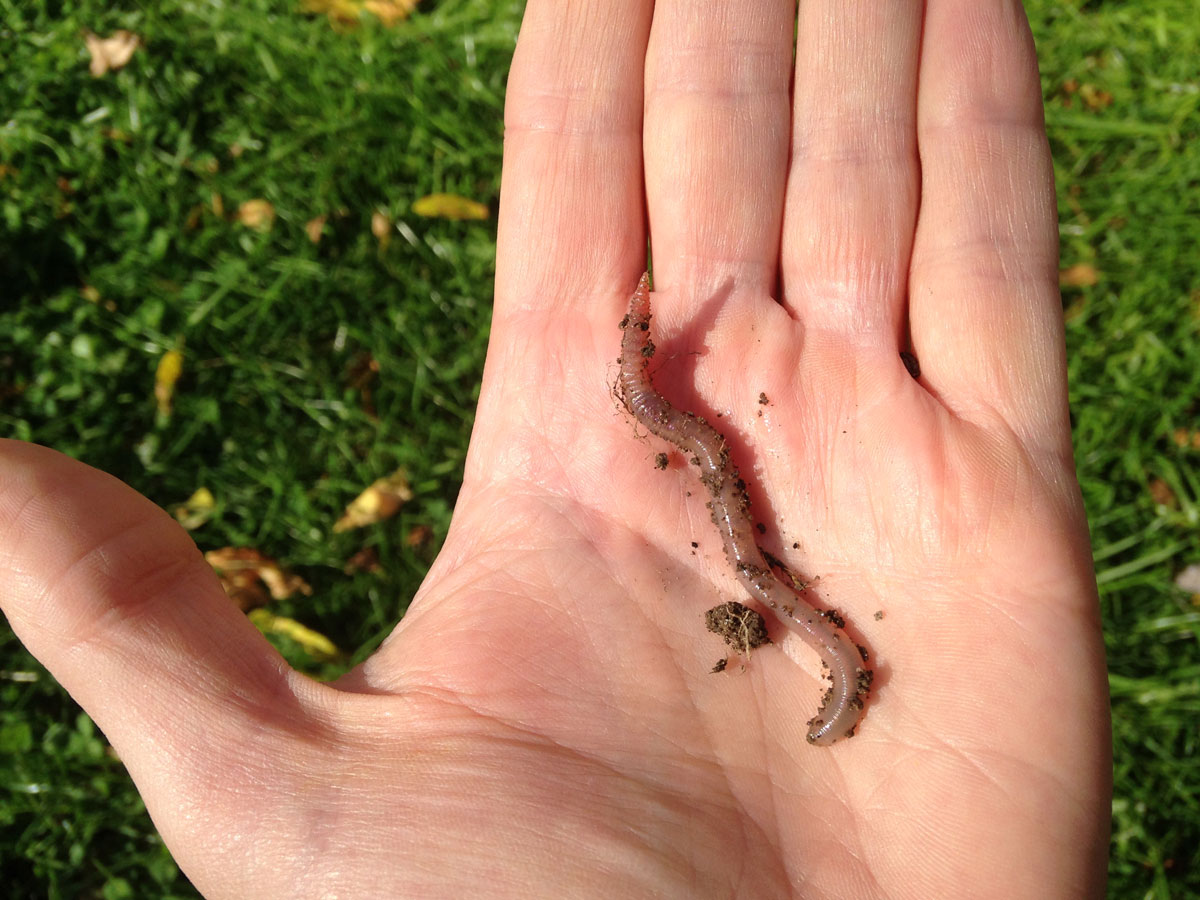 Image of a worm in a hand.