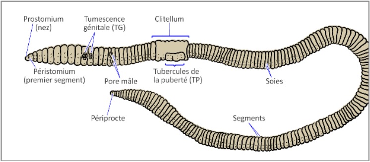 Figure 1 L'anatomie d'un ver de terre