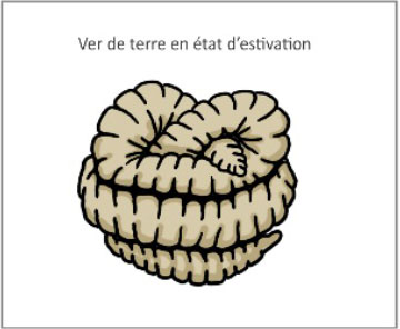 Un ver de terre en état d'estivation.