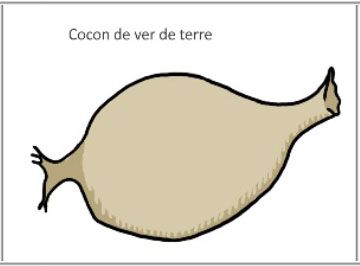 Cocon de ver de terre.