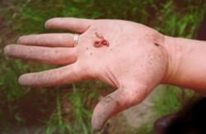 Identifying earthworms