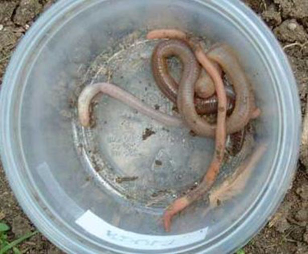 Earthworm