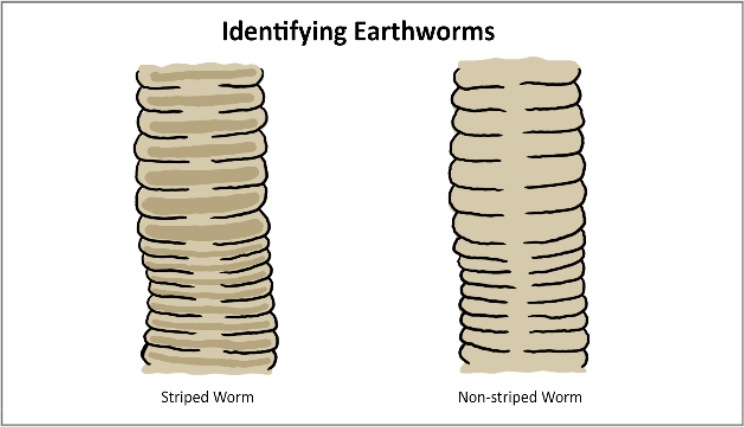 Identifying earthworms