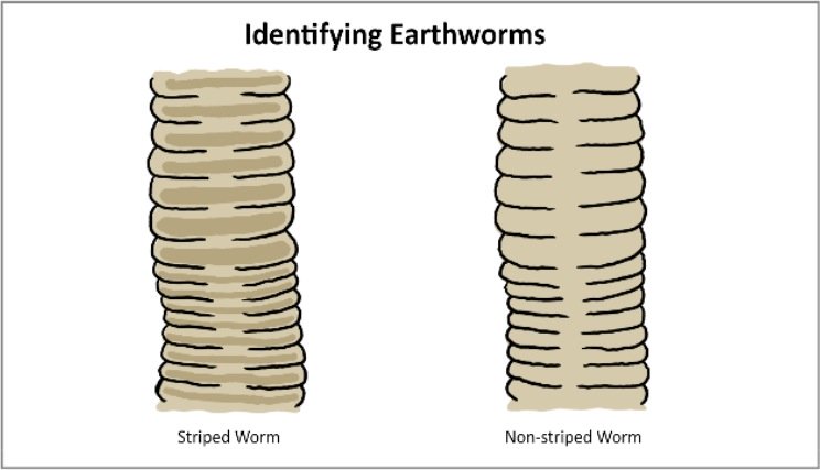 Identifying earthworms