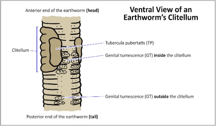 Ventral view of an Earthworm’s Clitellum