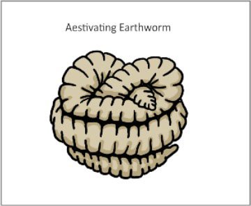 cocon_Aestivating_en