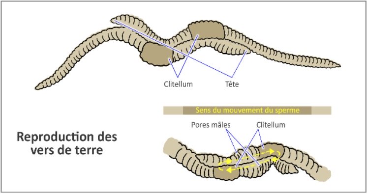Accouplement de deux vers de terre 