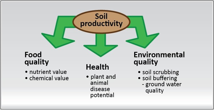 The effects of soil productivity on food quality, health and environmental quality.
