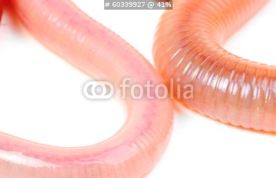 zoom.fotolia.com
